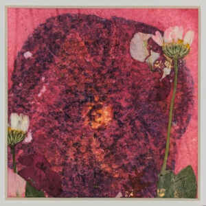 Red Poppy